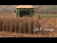 Maize Harvest Front 4 1555